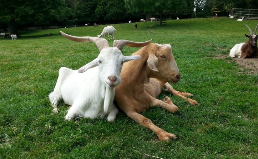 Goats get us. Or at least, our hand gestures.